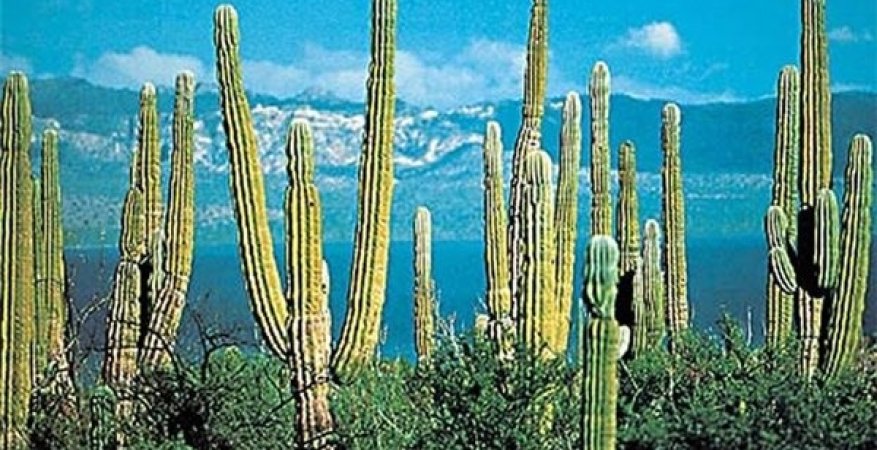 mex-5